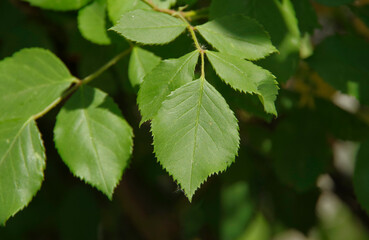 Green leaves of a rose bush.