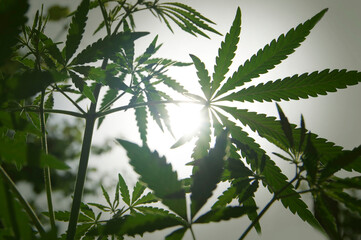 Marijuana leaves on the background of sunlight in the morning haze.