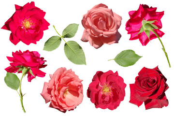 Collection of pink rose flowers isolated on white background.