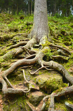 Tree with big massive roots
