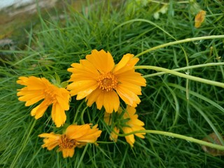 yellow flower