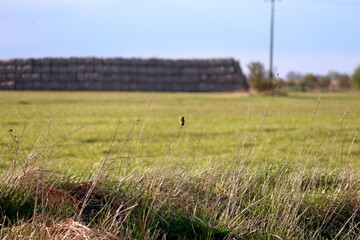 little bird sitting on the dry grass in the meadow