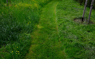 path mowed by a mower on a narrow sidewalk. low grass surrounded by a meadow with yellow flowers....