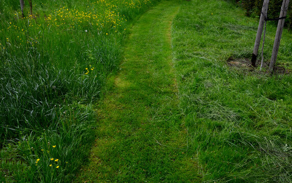path mowed by a mower on a narrow sidewalk. low grass surrounded by a meadow with yellow flowers. different ways of meadow care. mowing hay