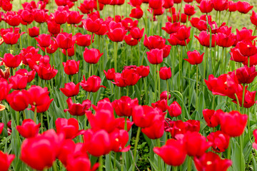 Field of red tulips