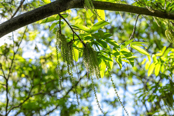 Juglans mandshurica tree in sunlight. Natural wallpaper