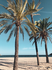 Mallorca Magaluf Beach 
