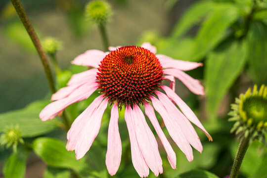 紫馬簾菊images Browse 85 Stock Photos Vectors And Video Adobe Stock