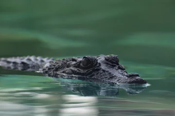  saltwater crocodile © Seb