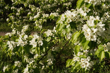white flowers in the garden