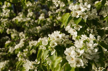 blooming tree