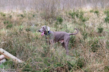 Weimaraner dog shows its character ...