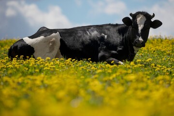 cow  slipping in the field on the diner