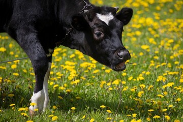 black and white cow eating