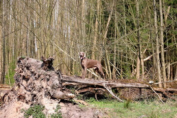 Weimaraner dog shows its character ...