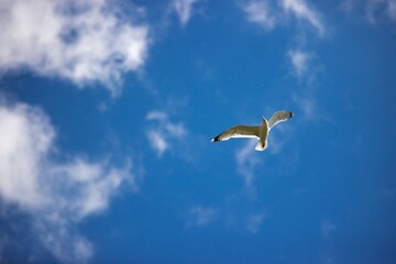 seagull in the blue sky