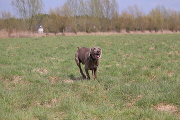 Weimaraner dog shows its character ...