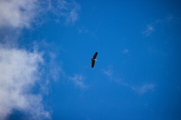 Red Book Black Stork flying in the sky