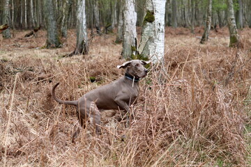 Weimaraner dog shows its character ...