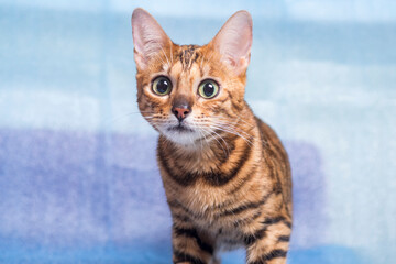 Muzzle of a young Bengal cat on a blue background. Looks into the camera
