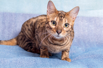 Fototapeta na wymiar Young bengal cat lies on a blue background and looks at the camera