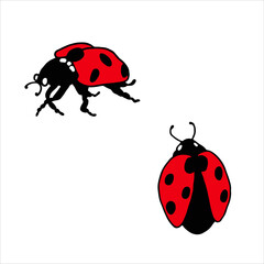 Ladybugs. Vector (2)