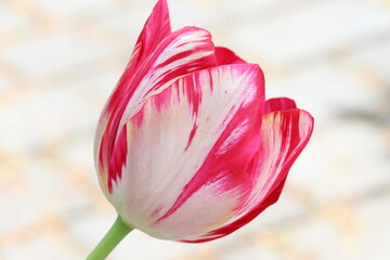 Close up view of tulip with white and pink petals on light background 