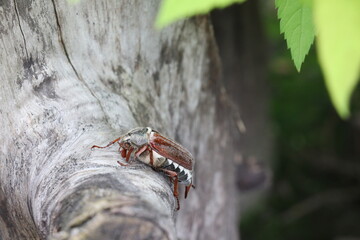 Chafer Beetle on the tree 