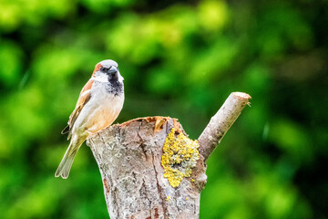 Männlicher Haussperling am Futterplatz