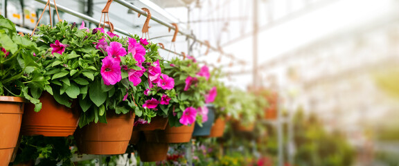 Fototapeta na wymiar petunia flower pots hanging in ornamental garden plant shop. banner copy space