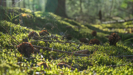 Forest landscape with fallen cones on the moss. Green and soft. Selective soft focus