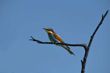The Rainbow Bee-eater is perched on a tree branch. The bird comes from a bird family called Meropidae and is found in Turkey.