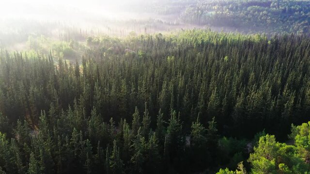 Aerial Descending Shot Of Green Trees In Forest On Sunny Day, Drone Flying Over Natural Landscape During Fogy Weather - Ben Shemen, Israel