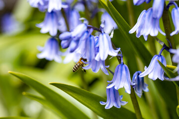 Fleissig unterwegs sind die Bienen © deraugenzeuge