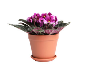 Naklejka na ściany i meble Beautiful violet flowers isolated on white. Plant for house decor