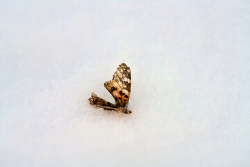 Death of insects. Winter is not compatible with life of environment. Cold and frost Winter is harsh...