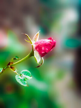 pink rose bud