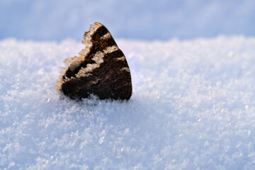 Death of insects in snow