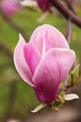 Beautiful magnolia tree with pink blossom outdoors, closeup. Spring season