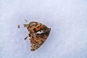 Death of insects. Winter is not compatible with life of environment. Cold and frost Winter is harsh...