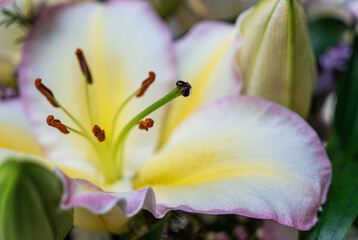 Aufgeblühte Lilienblüte mit Wurm auf dem Stempel 