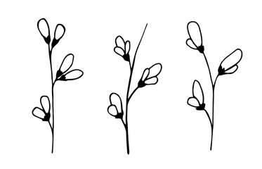 Simple hand-drawn vector drawing in black outline. Genista twigs set. Delicate spring flowers. Blooming bush, branches. For decoration, seasonal festive designs. Natural yellow dye.