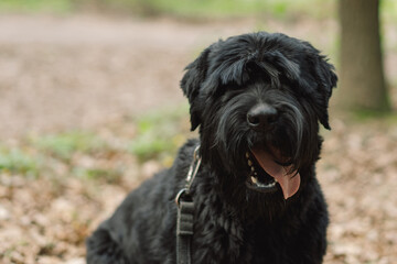 Big black dog. Dog in an outdoor. Spring walk with a dog.