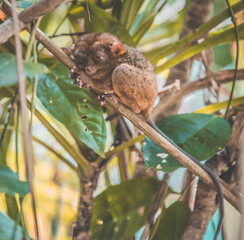 Bohol jungle, tarsier and chocolate hills, in Cebu, Philippines