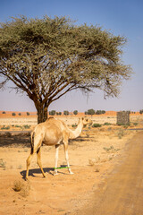 The dromedary, arabian camel (Camelus dromedarius) with legs bound walking, United Arab Emirates, with acacia tree in the backgorund.