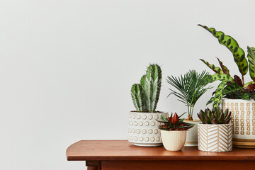 Stylish composition of home garden interior filled a lot of beautiful plants, cacti, succulents,...
