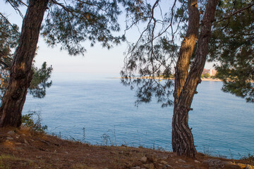 Fototapeta na wymiar pine trees by the sea