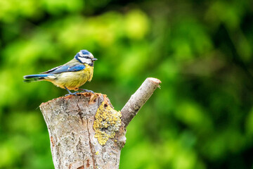 Blaumeise während des Brutgeschäftes