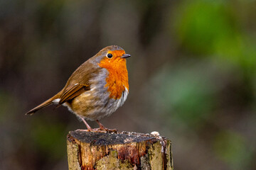 Robin on tree stump