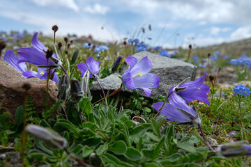Centaury (Gentiana dshimilensis or Gentianella caucasea) on Alpine meadows of Caucasus. In...